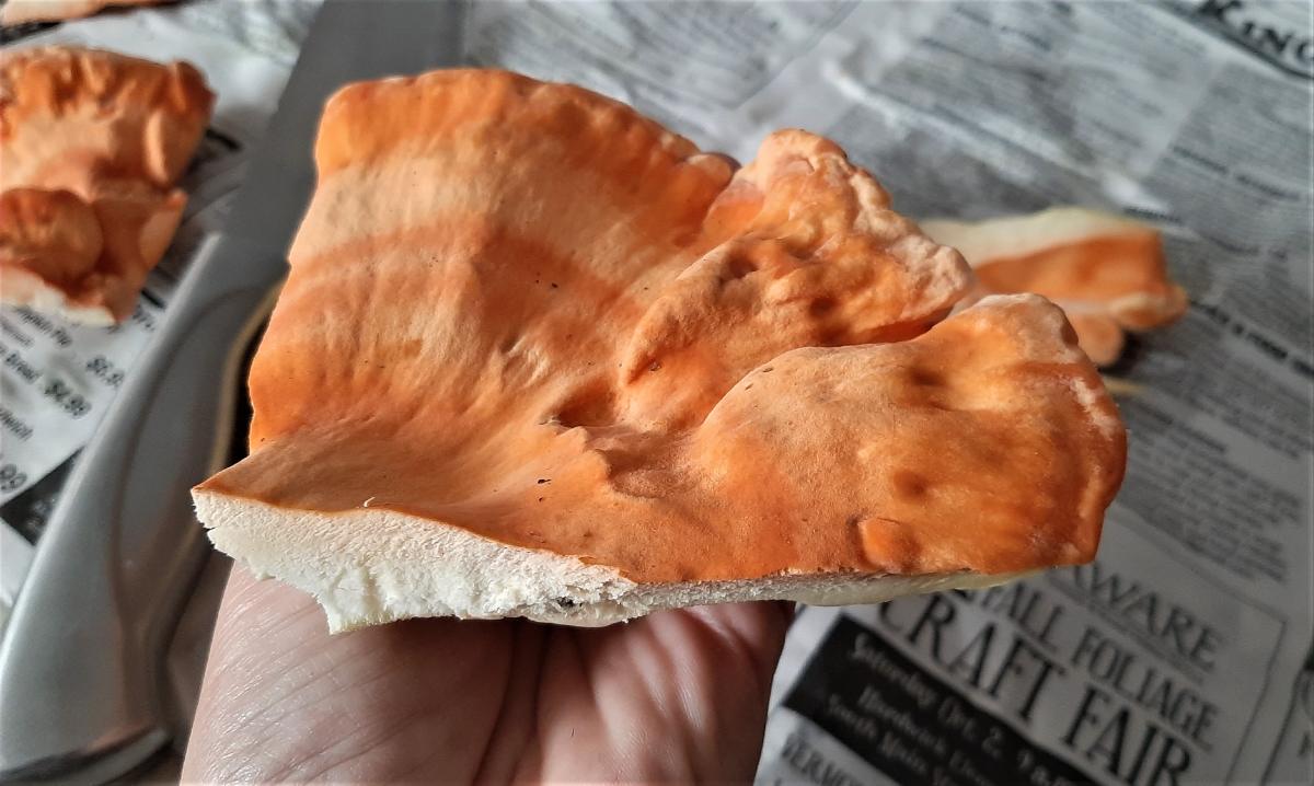 Single bracket of chicken of the woods, orange cap