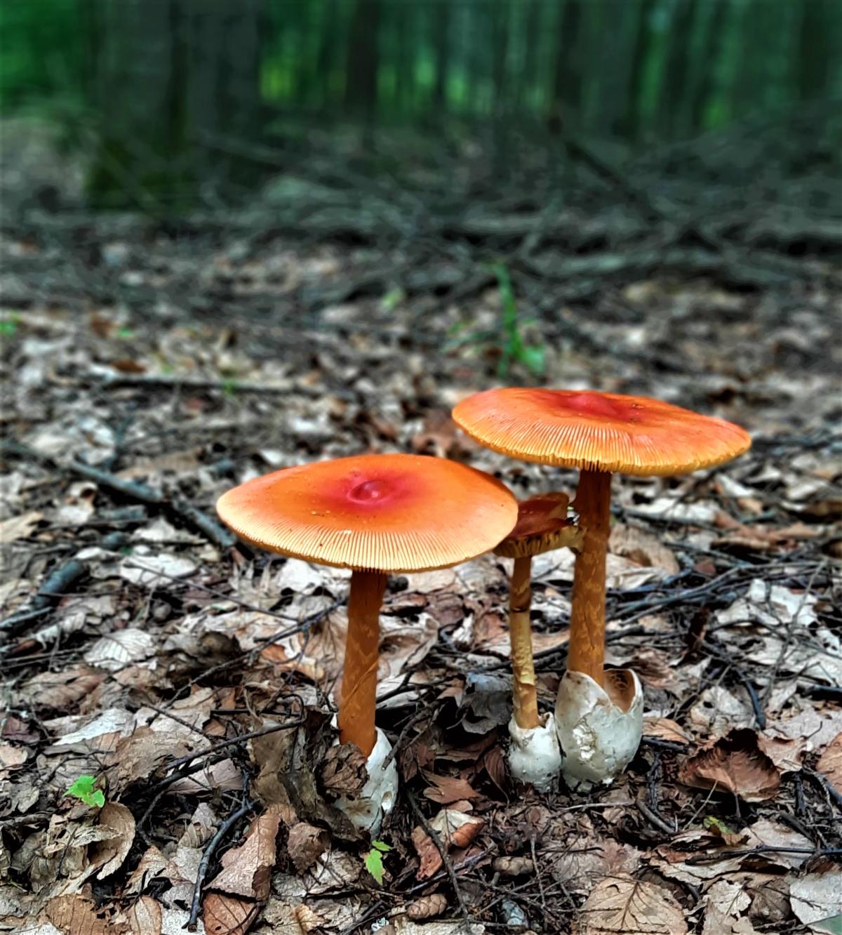 three amanita jacksonii in woods