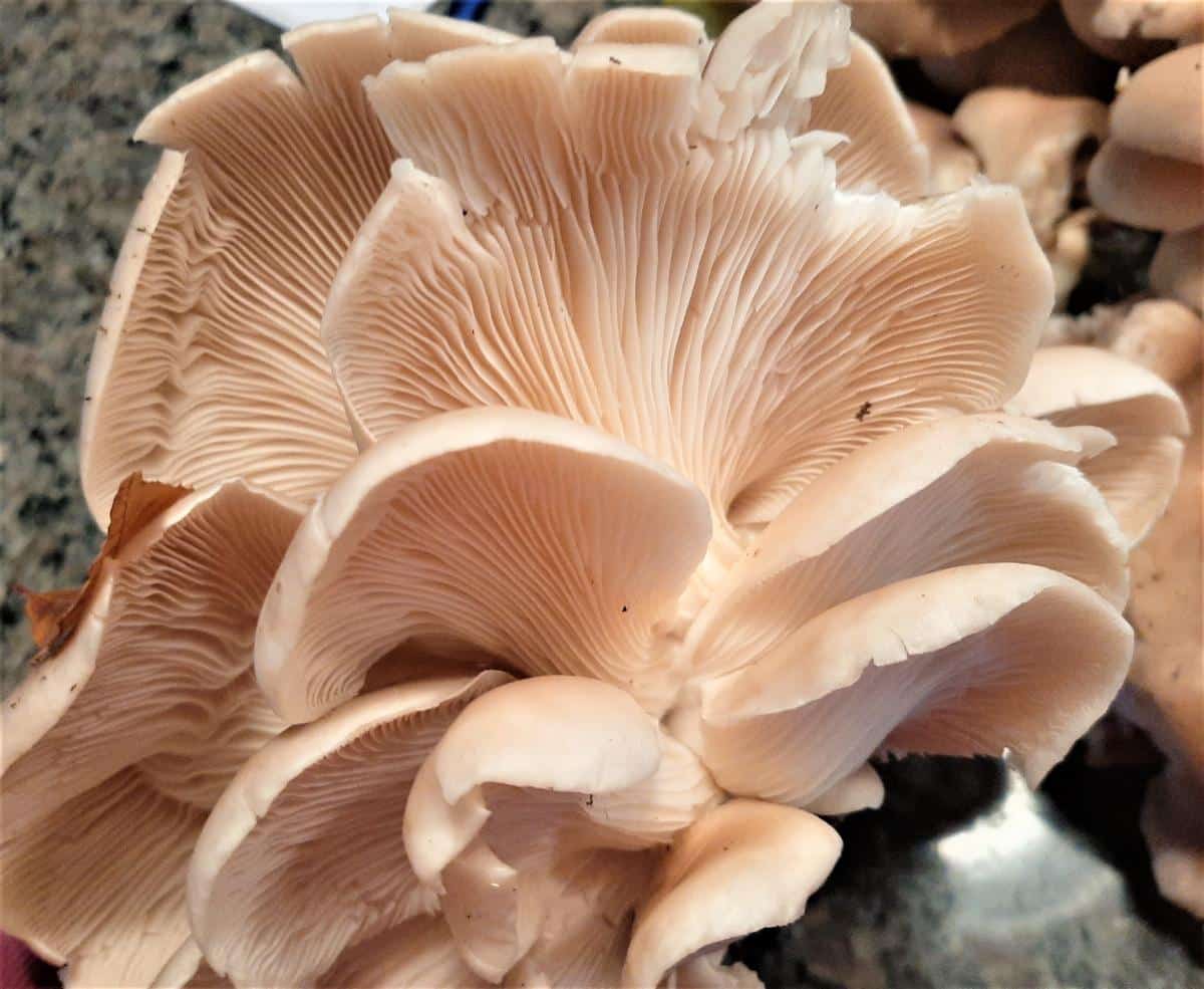 cook oyster mushrooms foraged