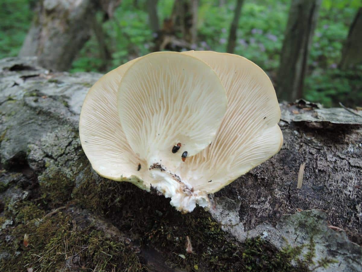wild oyster mushrooms
