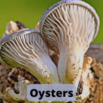 Oysters