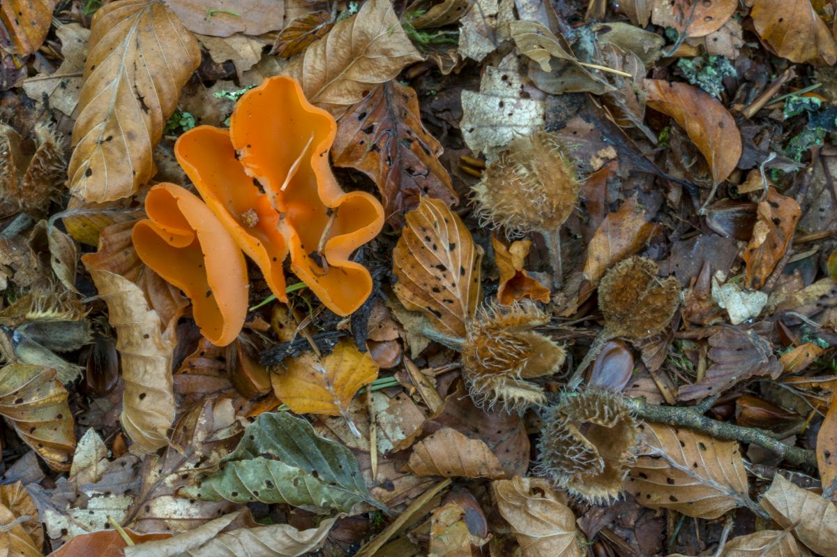 orange peel fungi