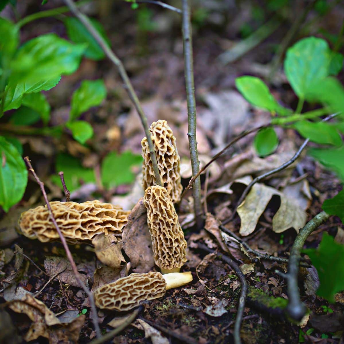 yellow morel mushrooms