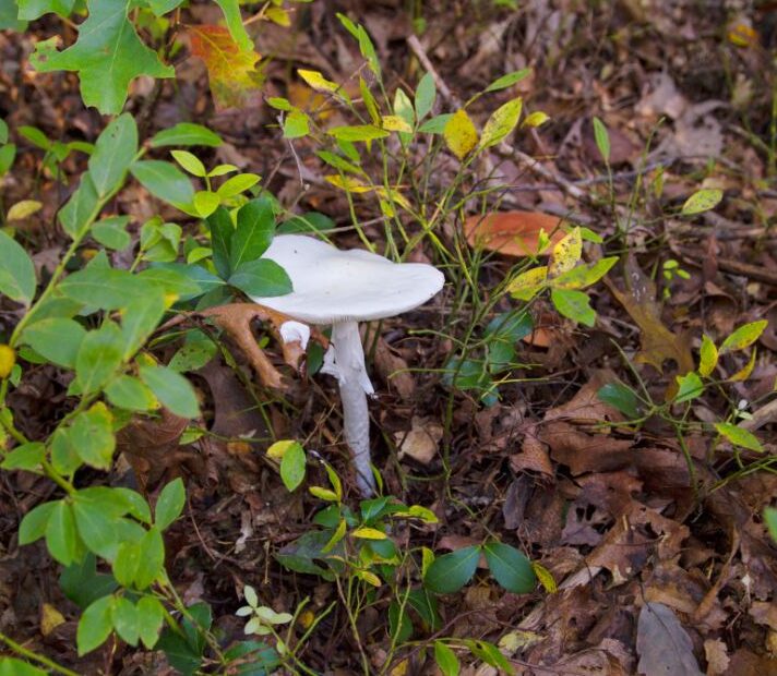 destroying angel mushroom skirt