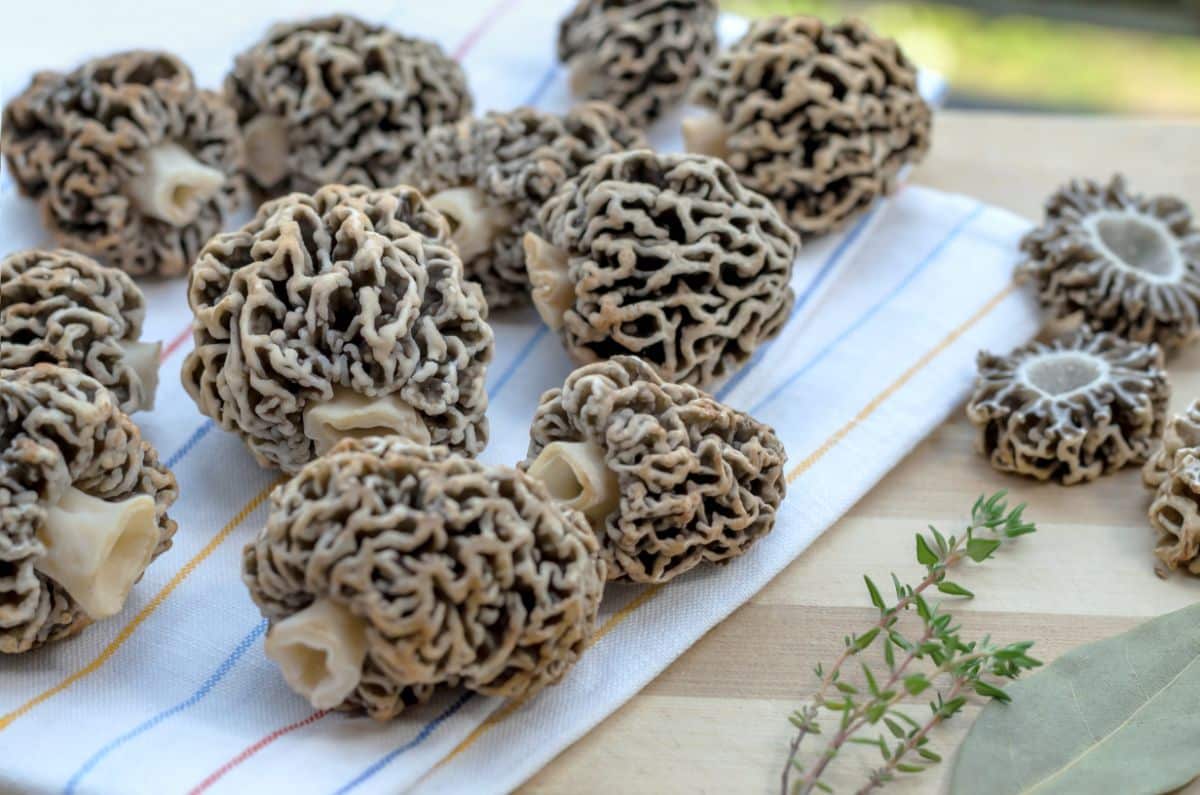 morels foraged 