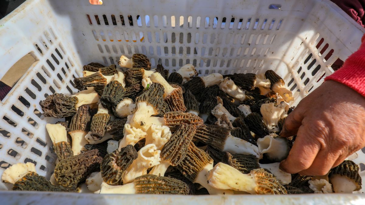 are morels dangerous
