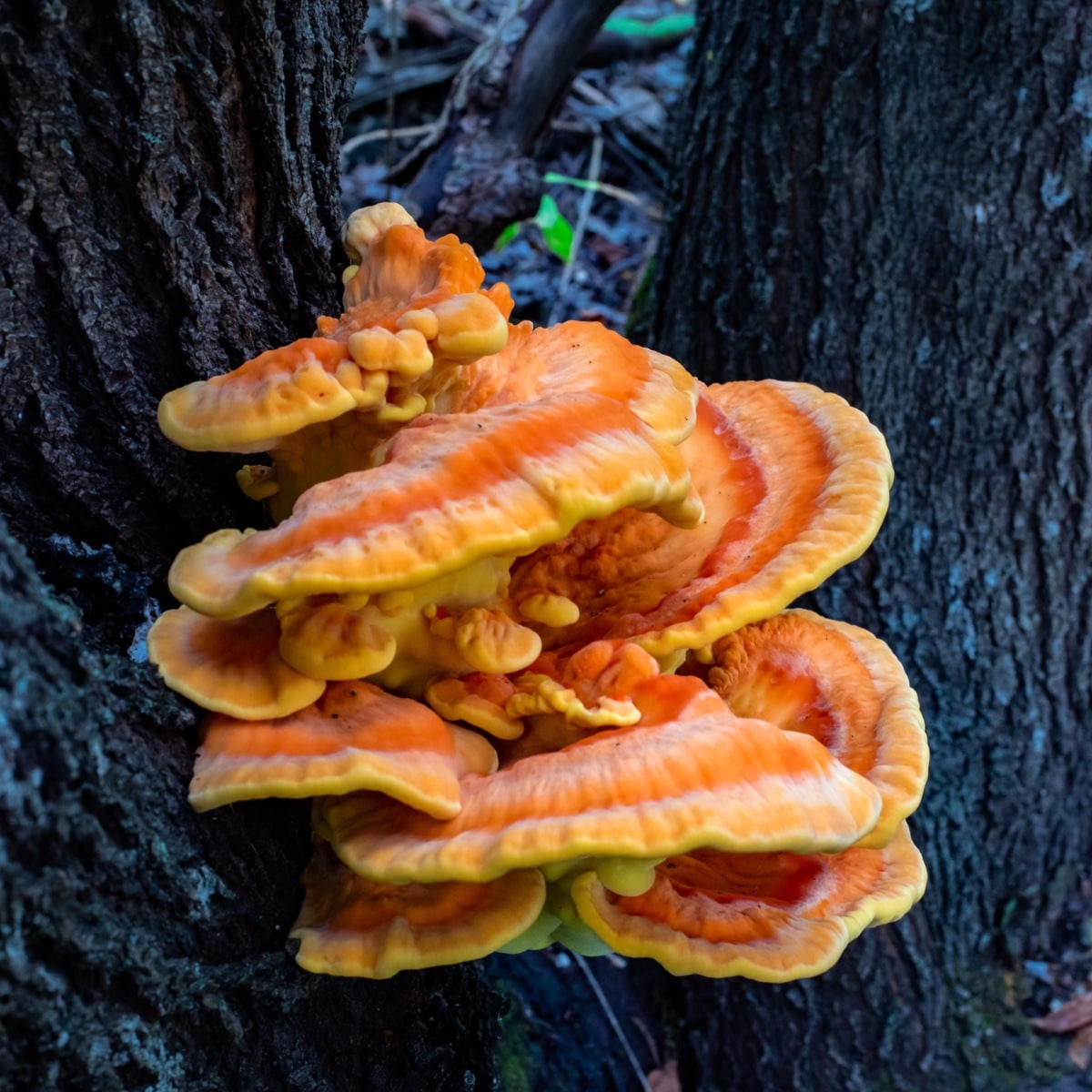 chicken of the woods mushroom
