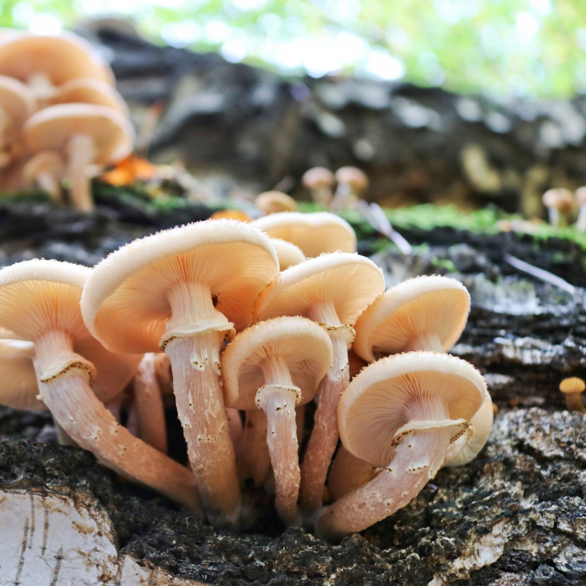 honey mushroom stem skirt