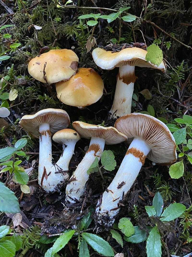 cortinarius stem ring