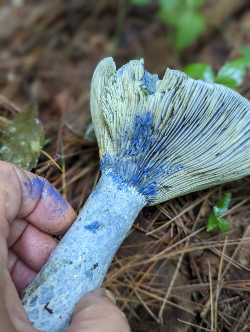 indigo milky cap