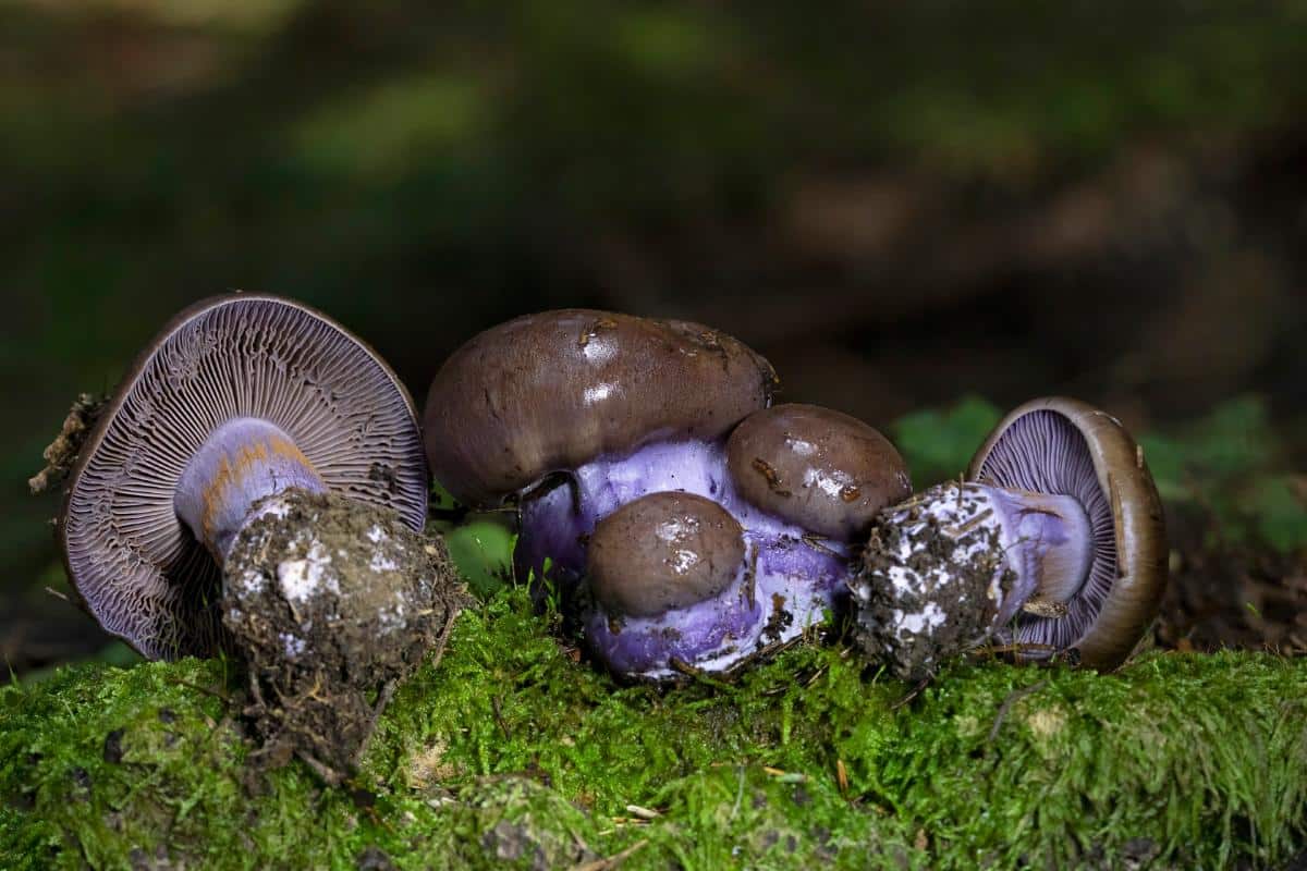 cortinarius mushroom stem rings and skirts