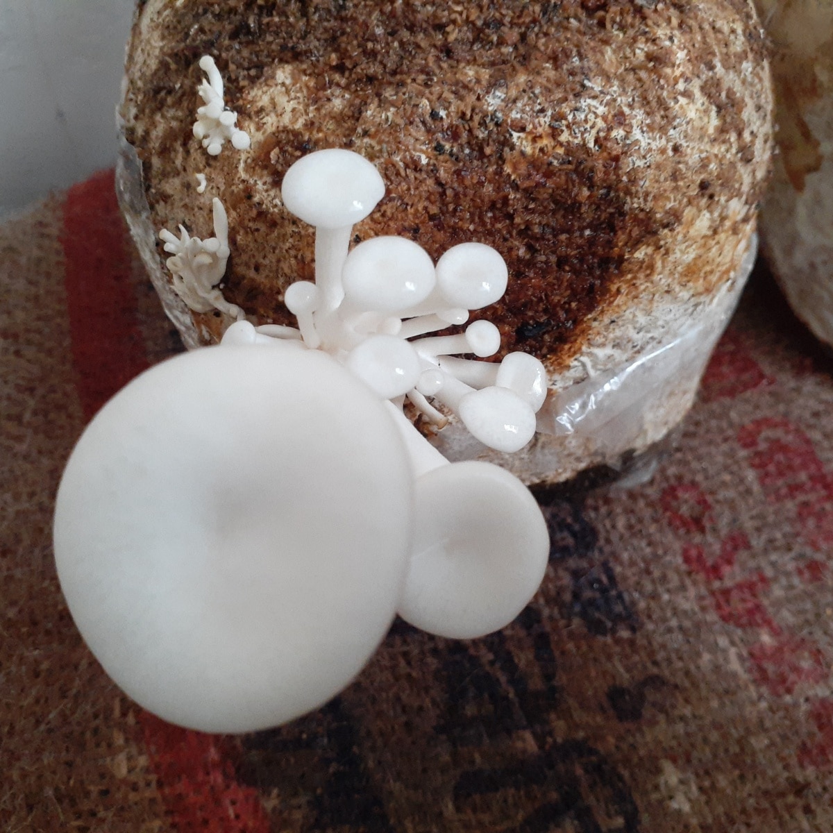 grow oyster mushrooms at home