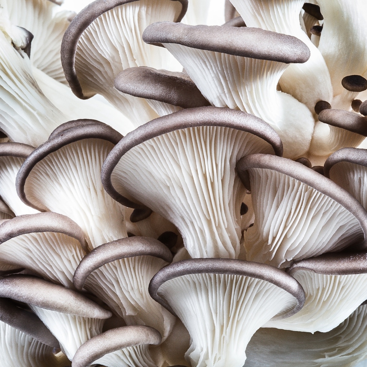 cook oyster mushrooms 