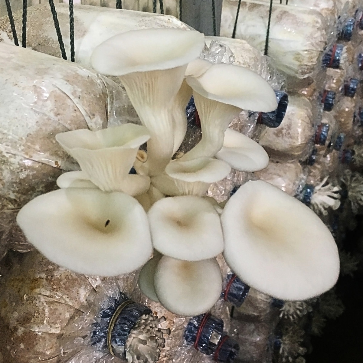 phoenix oyster mushrooms