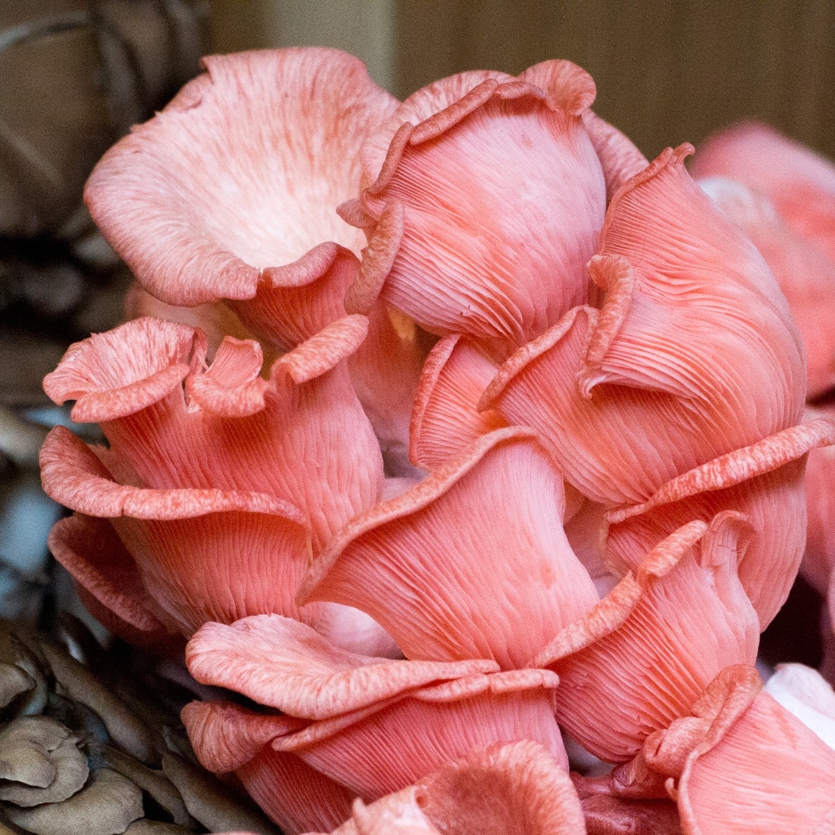 pink oyster mushrooms
