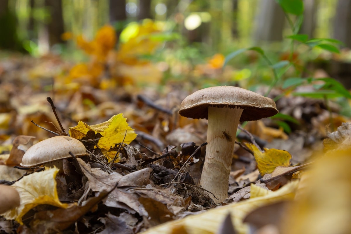 cortinarius mushroom stem ring