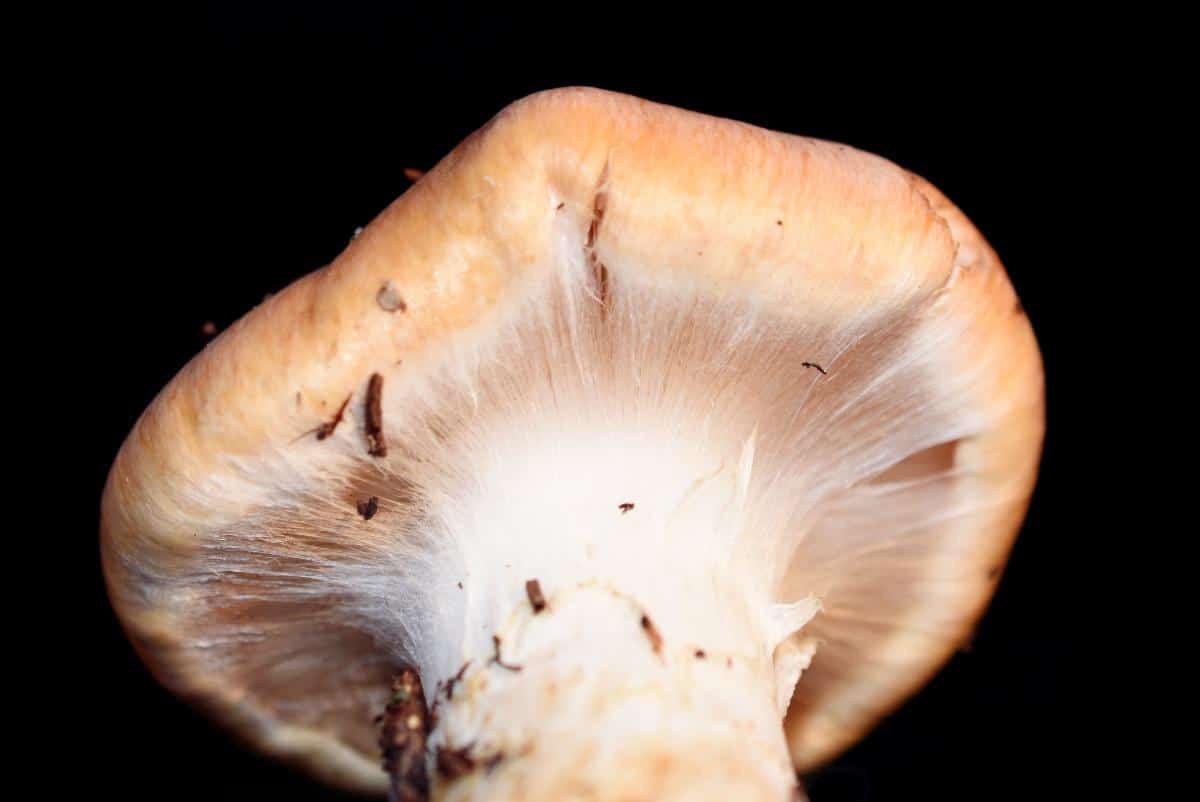 cortinarius partial veil