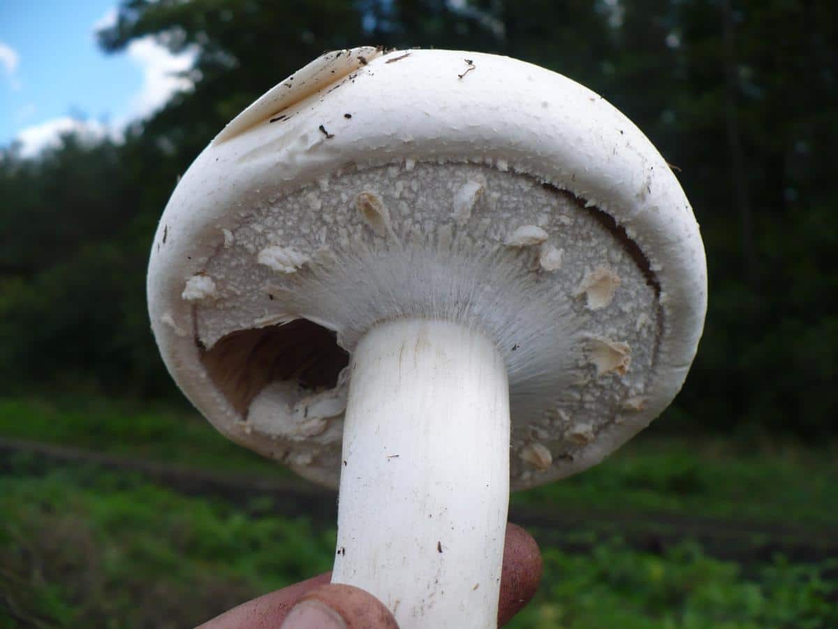 mushroom stem rings and skirts examples
