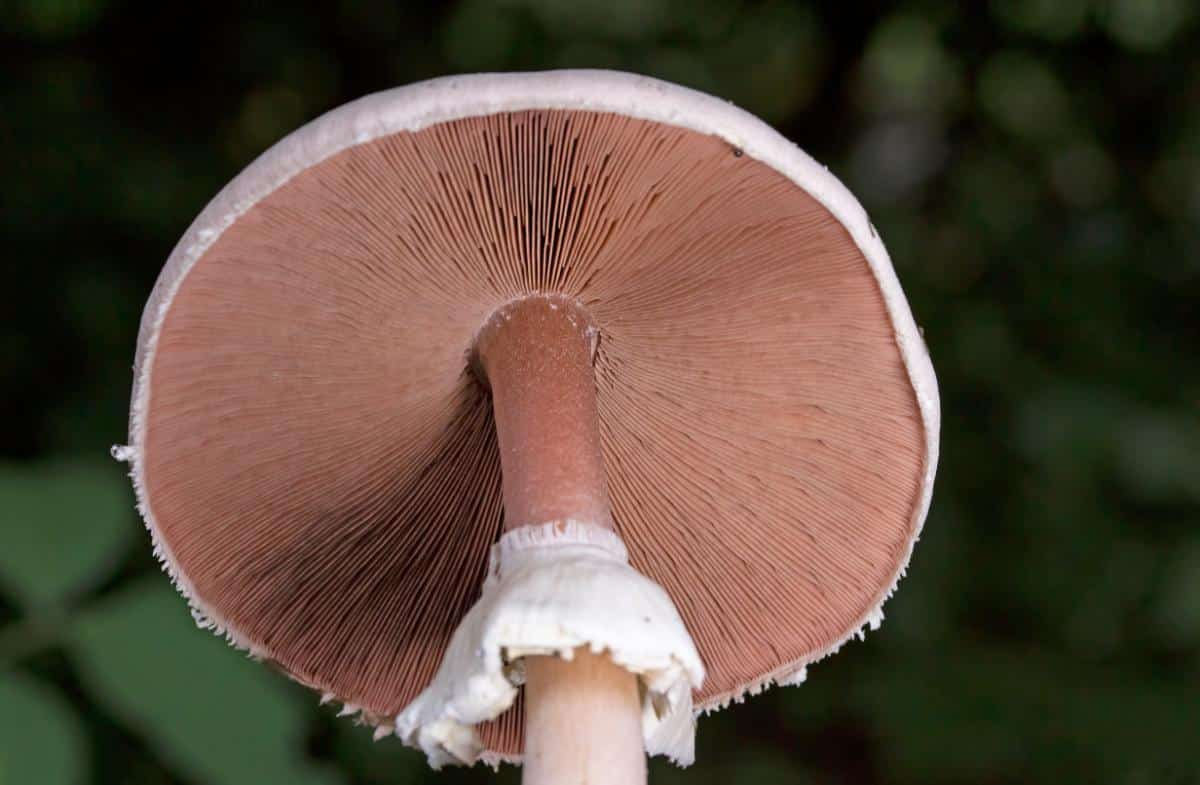 stem skirt agaricus mushroom